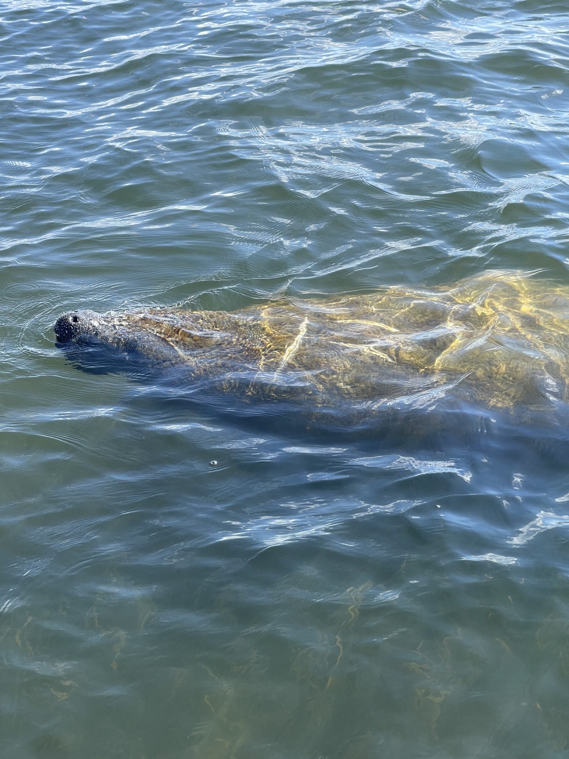Manatee swimming | Barrier Island Excursions