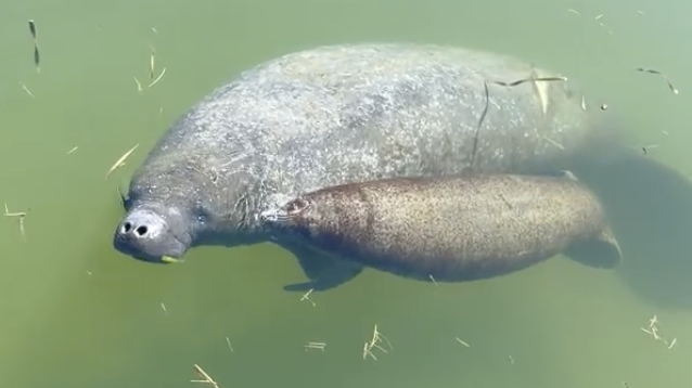 Manatee mom with baby manatee swimming | Barrier Island Excursions