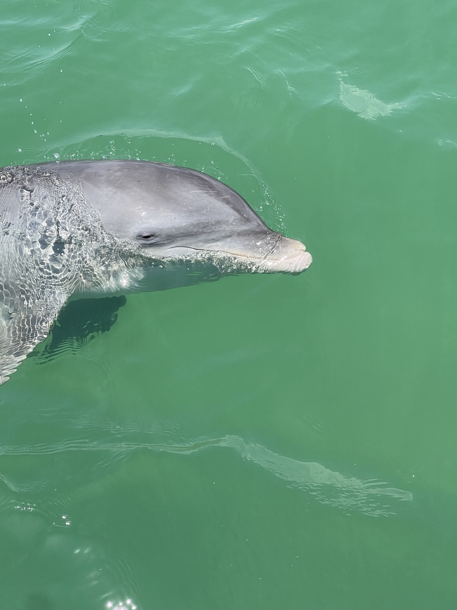 Sea Dolphin | Barrier Island Excursions